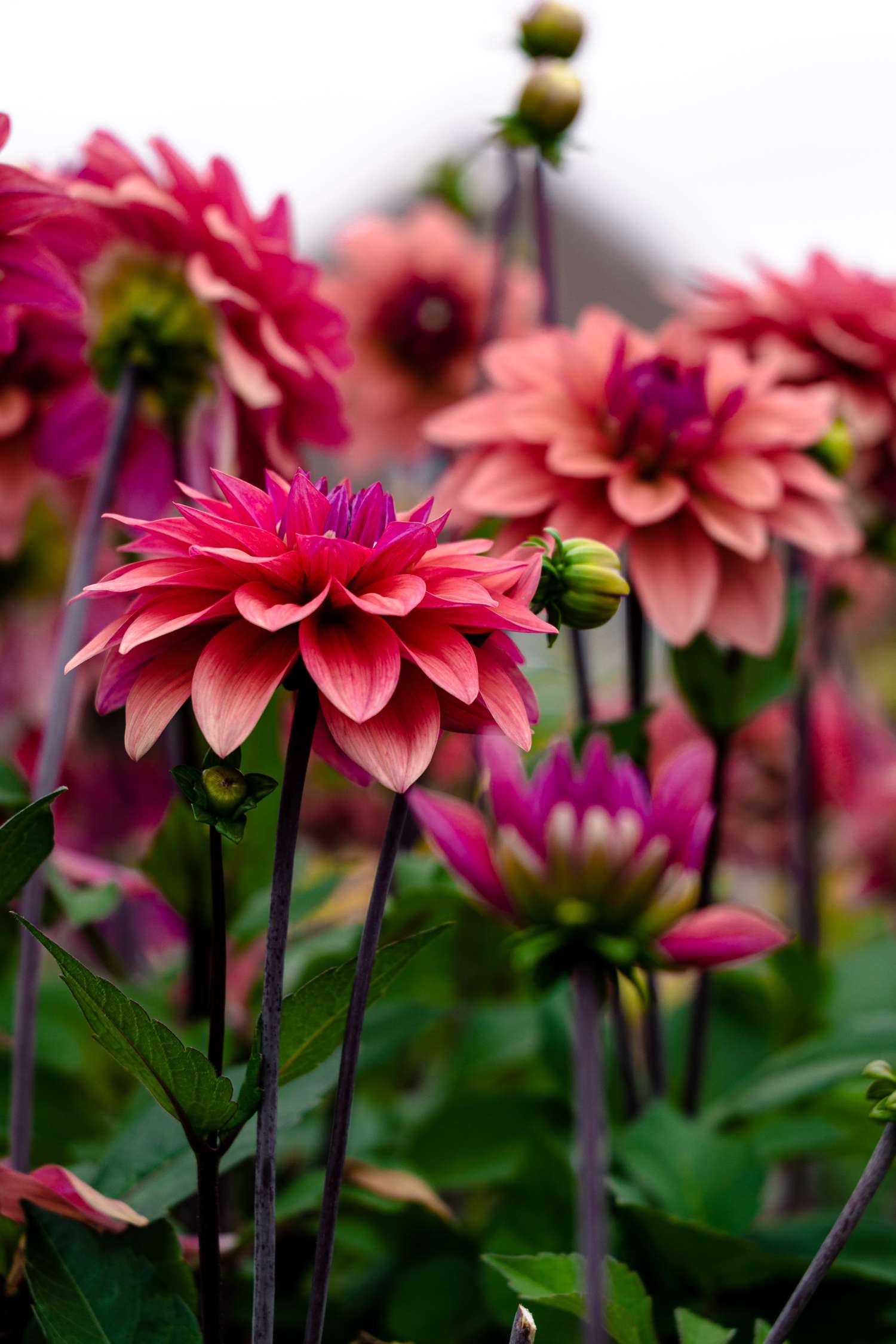 Dahlie ‘American Dawn’